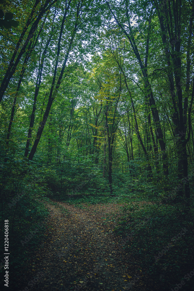 Obraz premium Autumn woods