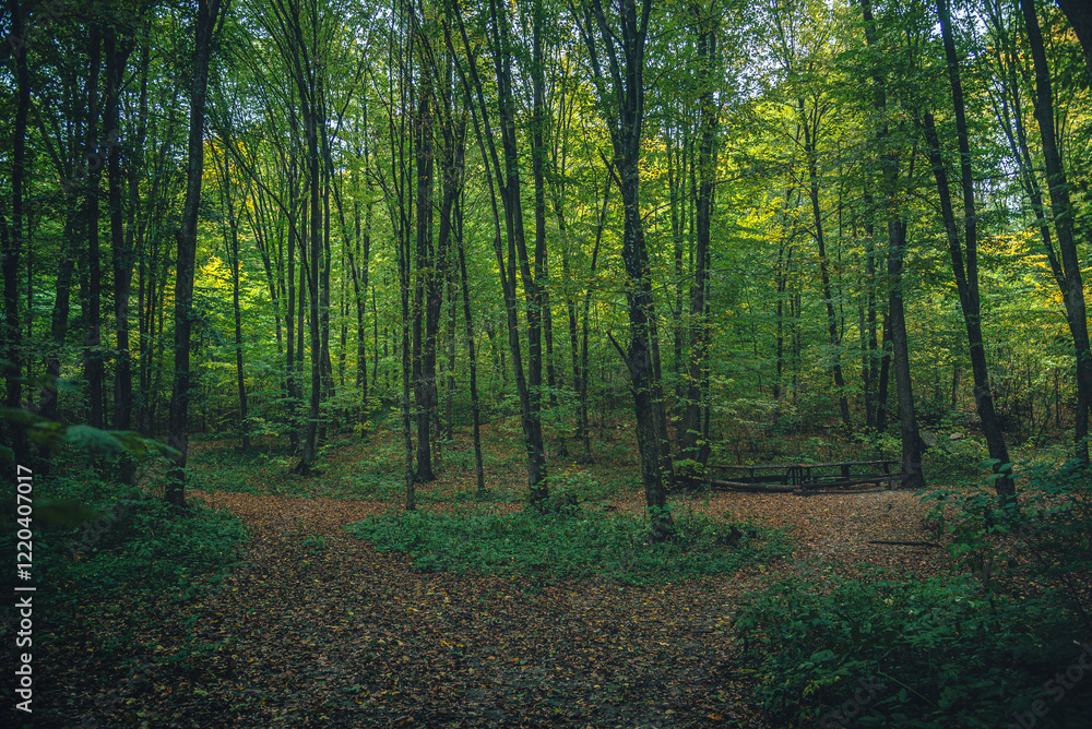 Autumn woods Autumn woods