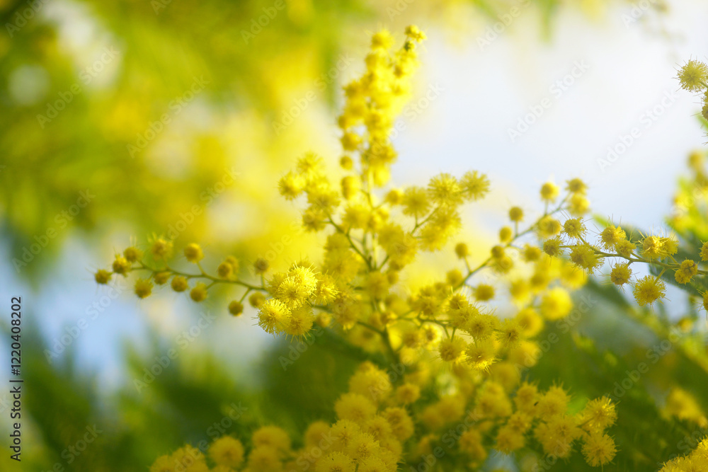 Southern spring: close-up of blossoming Acacia dealbata. Flora on the coast of Montenegro: mimosa flowers in the open-air botanical garden, the city of Herceg Novi. Yellow-green floral background Southern spring: close-up of blossoming Acacia dealbata. Flora on the coast of Montenegro: mimosa flowers in the open-air botanical garden, the city of Herceg Novi. Yellow-green floral background