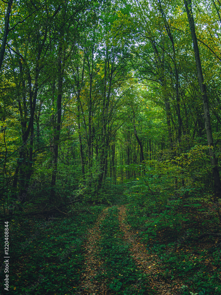 Autumn woods Autumn woods