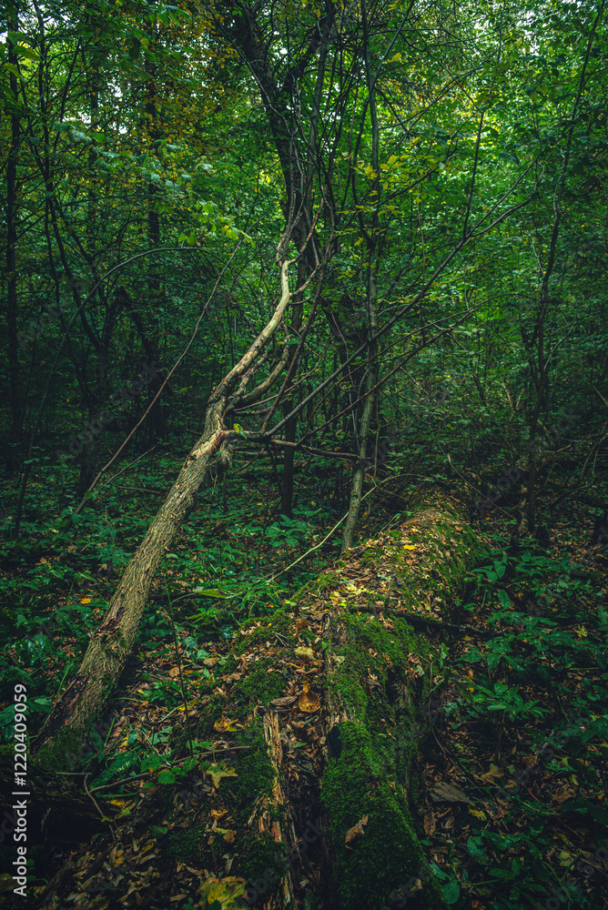 Autumn woods