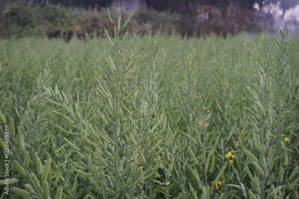 Green unripe mustard seeds on the mustard field, A bunch of mustard seeds in a field, Mustard being cultivated on a rural field Green unripe mustard seeds on the mustard field, A bunch of mustard seeds in a field, Mustard being cultivated on a rural field