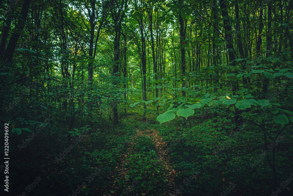 Obraz premium Autumn woods