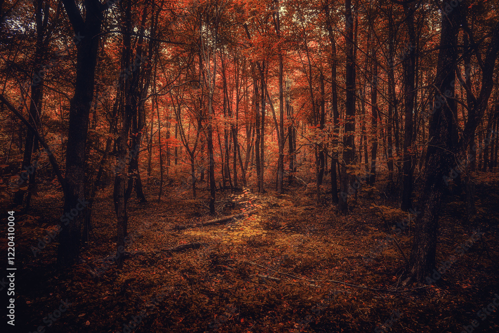 Fototapeta premium Autumn woods