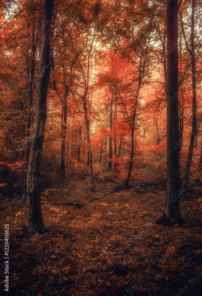 Obraz premium Autumn woods