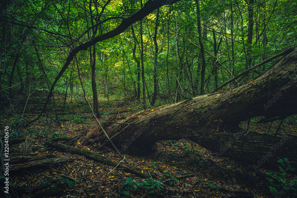 Obraz premium Autumn woods