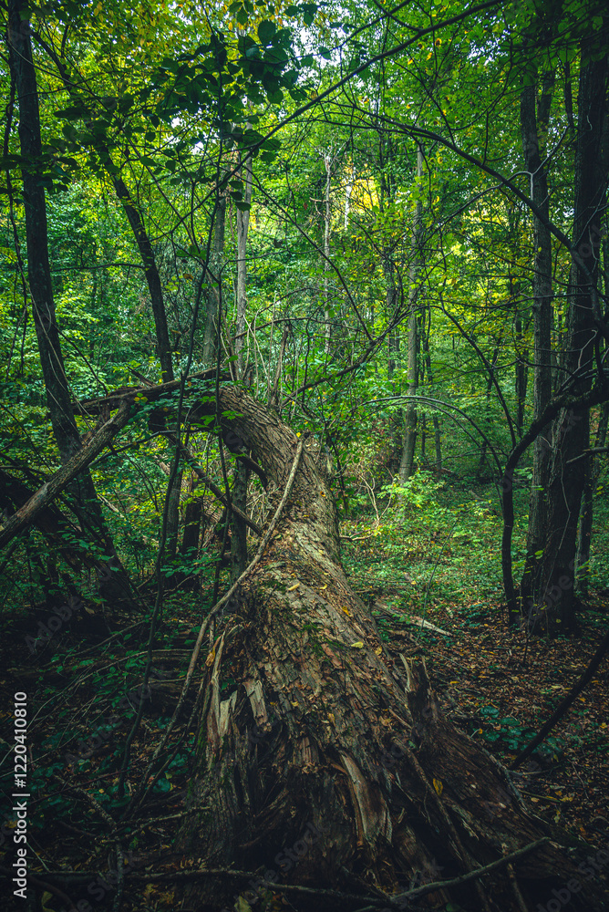 Autumn woods Autumn woods