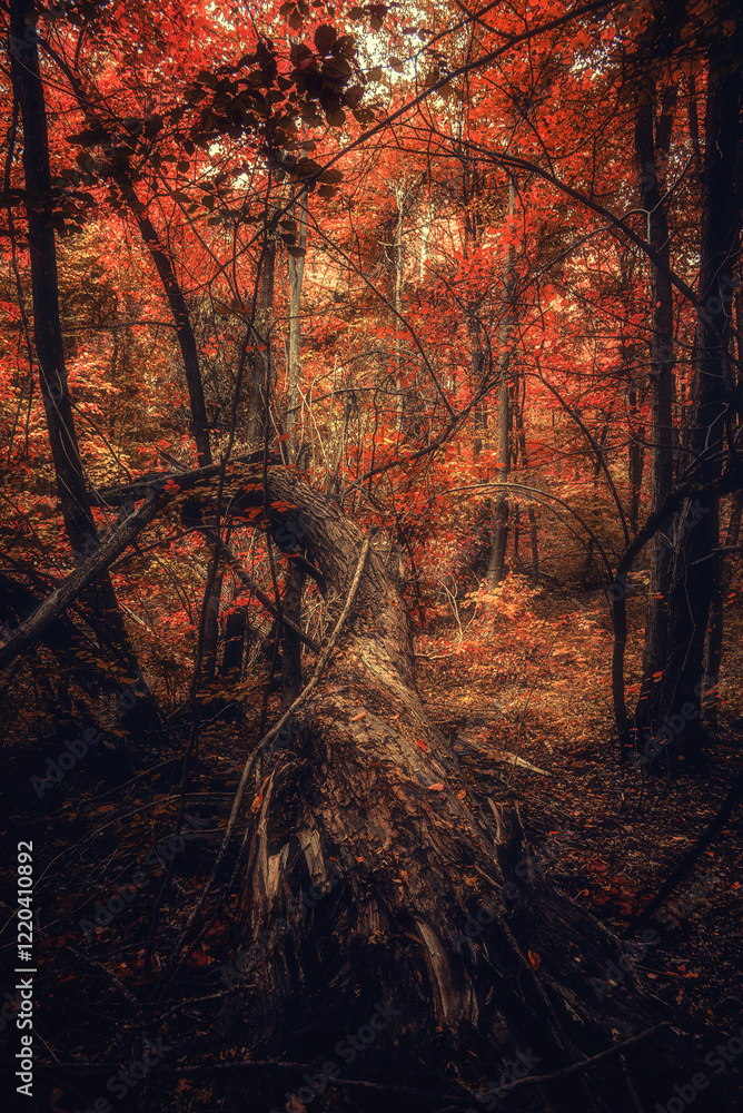 Obraz premium Autumn woods