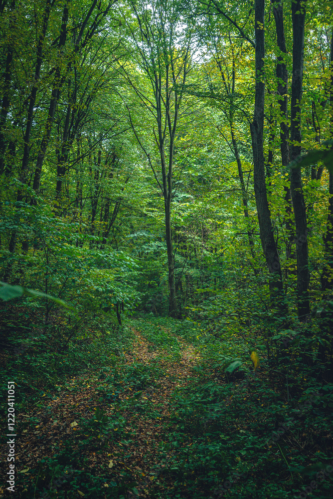 Obraz premium Autumn woods