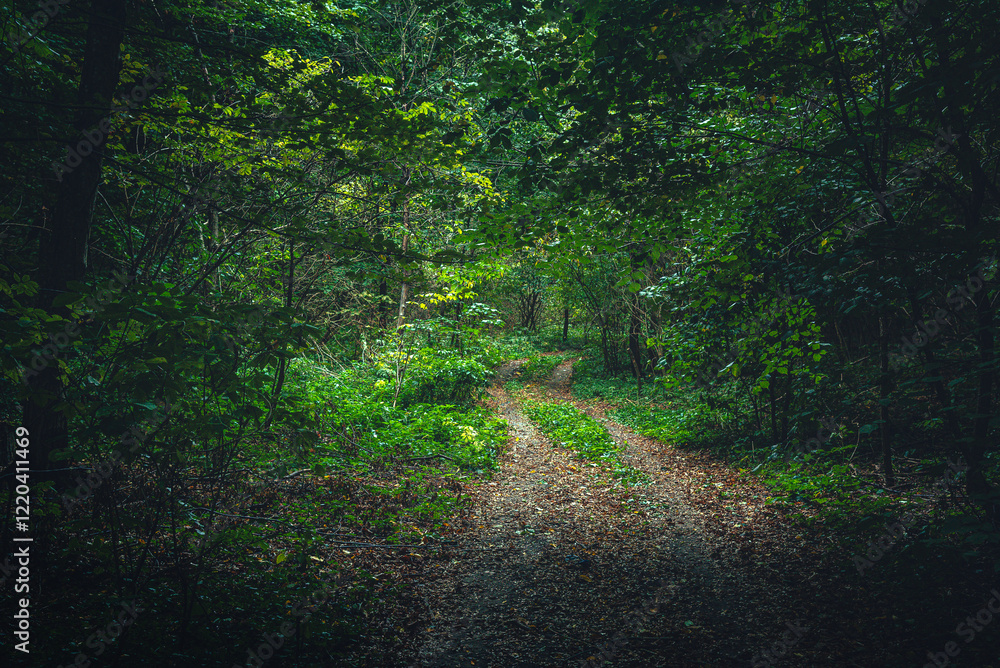 Obraz premium Autumn woods
