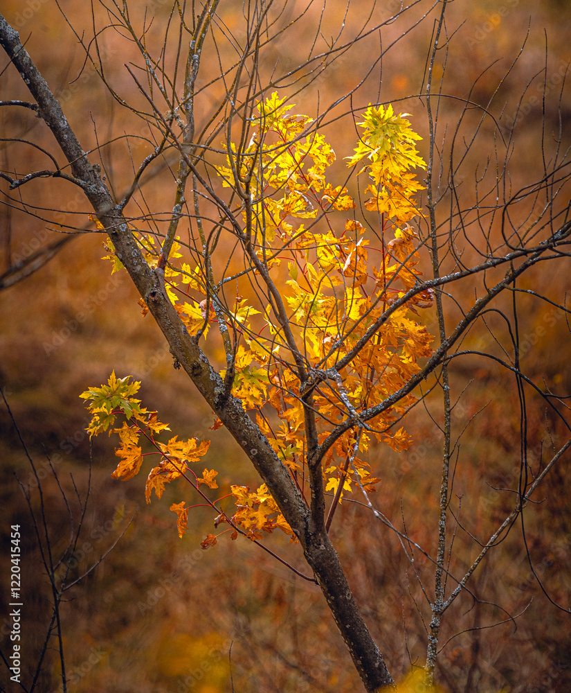 Obraz premium Autumn landscape on river