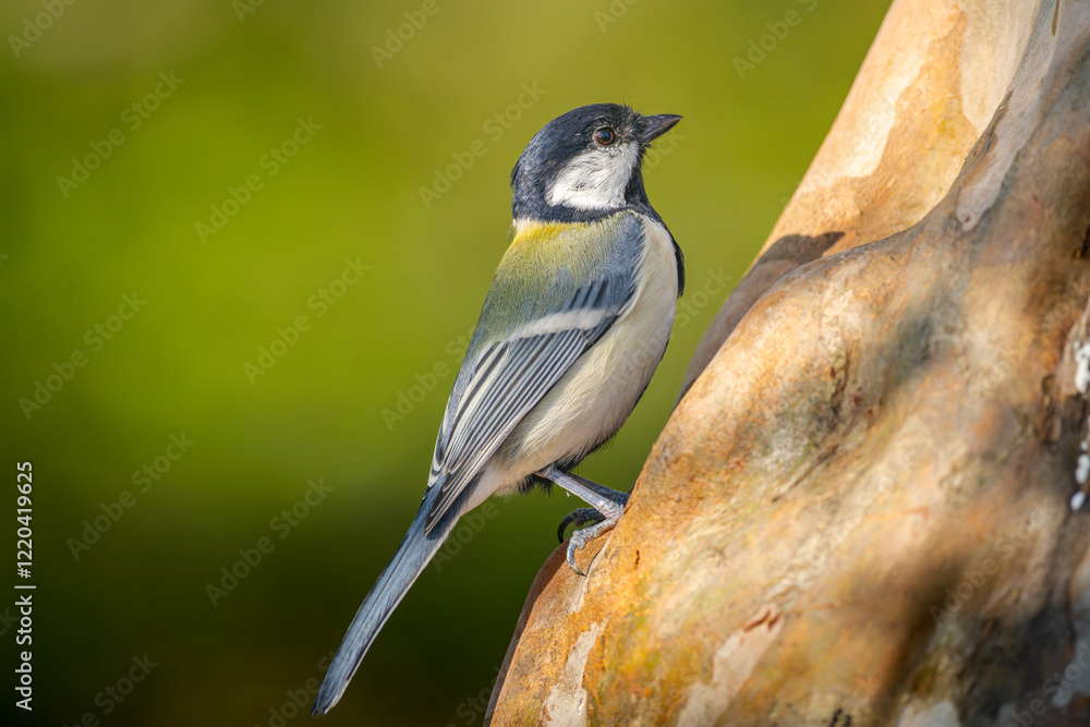 Fototapeta premium 木にとまるシジュウカラ