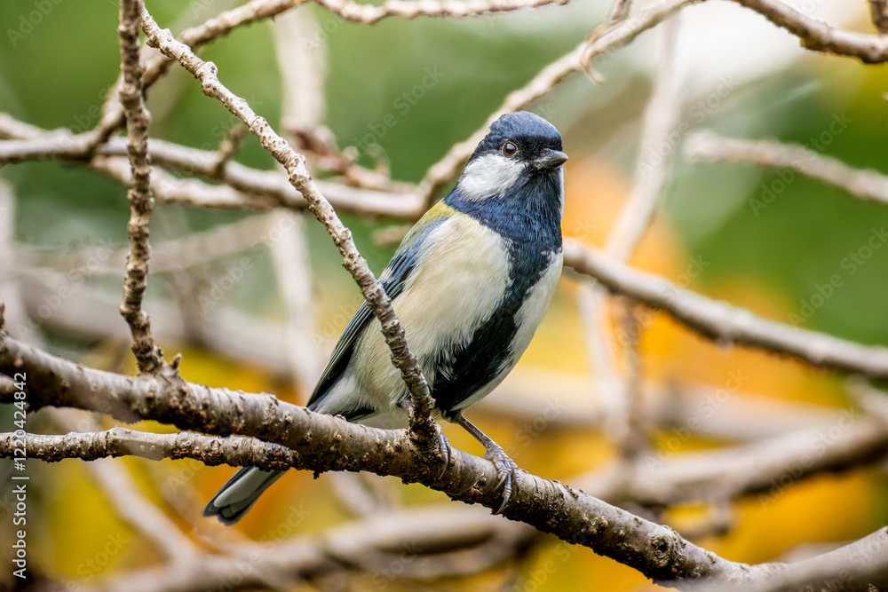 Fototapeta premium 枝にとまるシジュウカラ