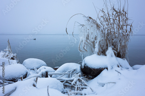 Reed bush covered with icicles on lake shore on rounded stones under fresh snow on winter day, Lonely duck in distance on calm water surface, Lake Mälaren in Västerås, Sweden, Scandinavian nature