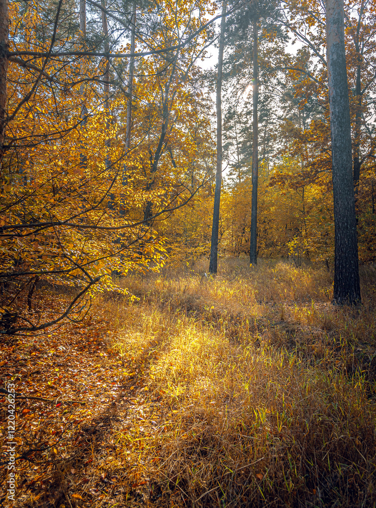 Obraz premium Autumn woods