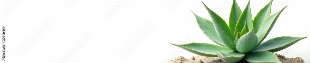 Desert agave plant with aloe vera leaves on white background, nature, cactus, aloe vera Desert agave plant with aloe vera leaves on white background, nature, cactus, aloe vera