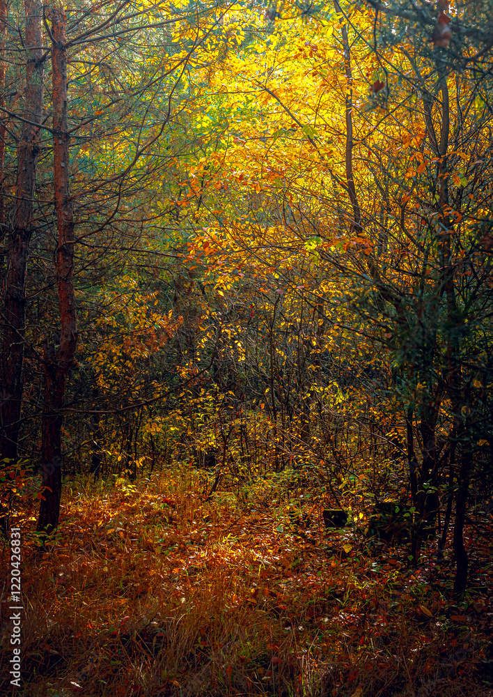 Fototapeta premium Autumn woods