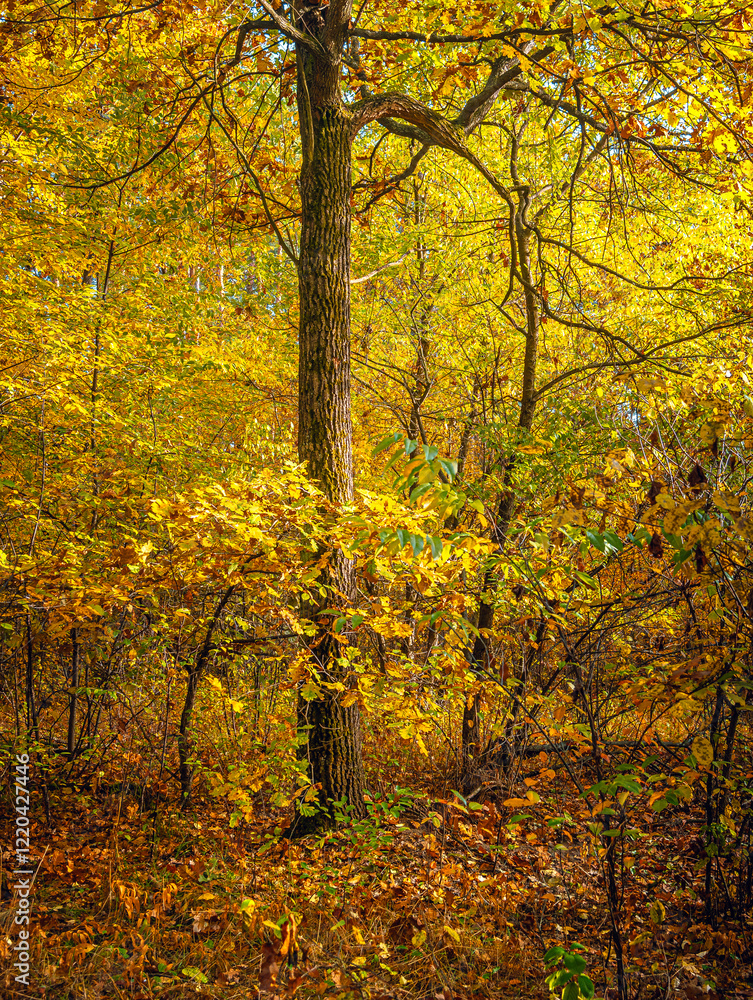 Autumn woods Autumn woods