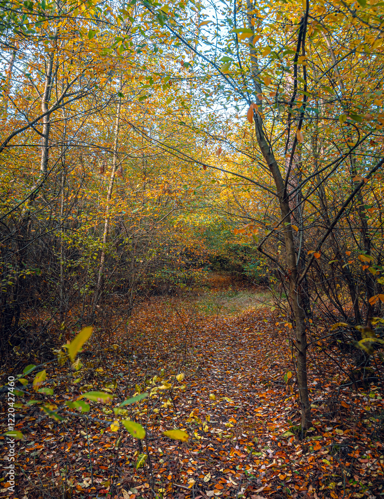 Autumn woods Autumn woods