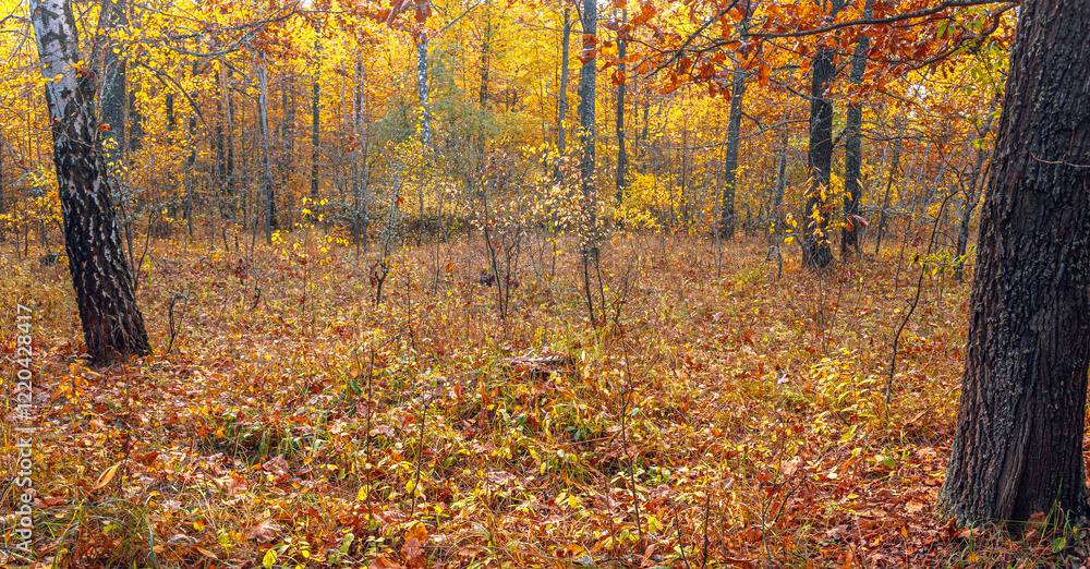 Obraz premium Autumn woods