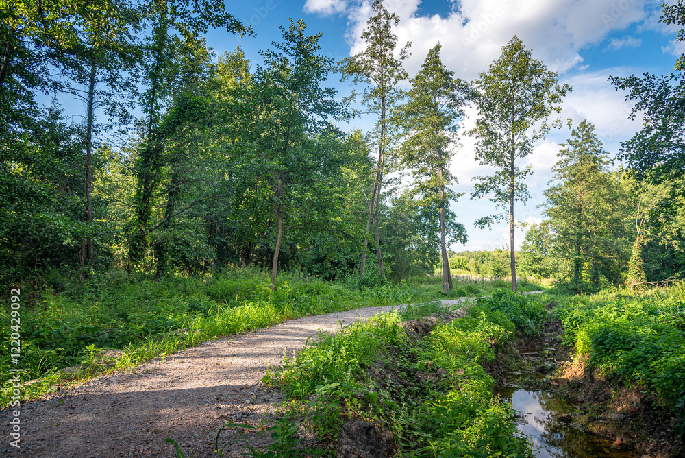 Obraz premium Autumn woods