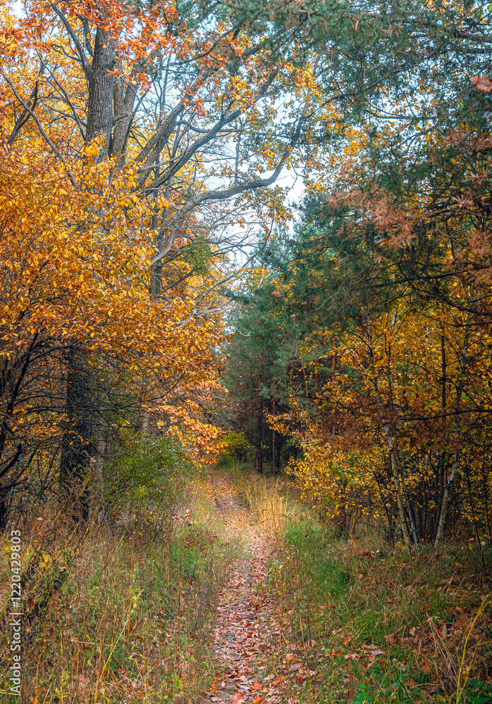 Obraz premium Autumn woods