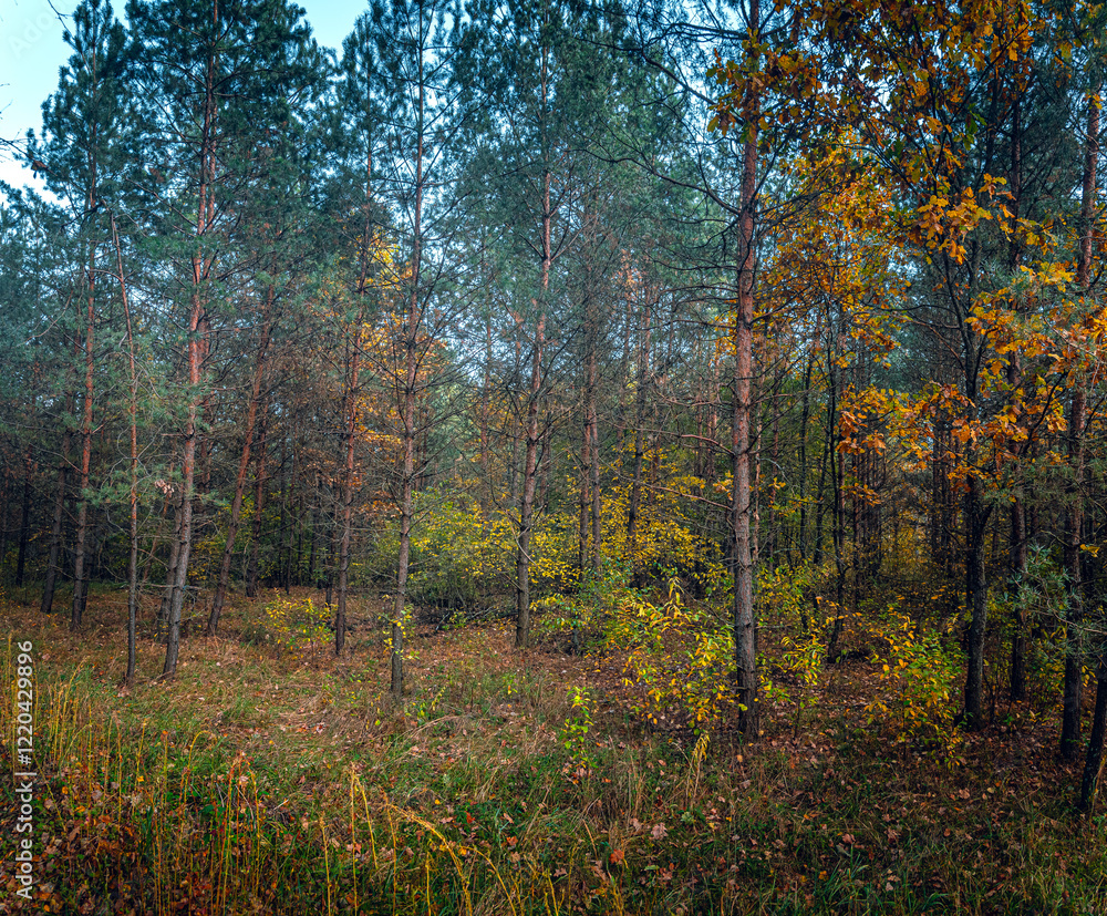 Fototapeta premium Autumn woods