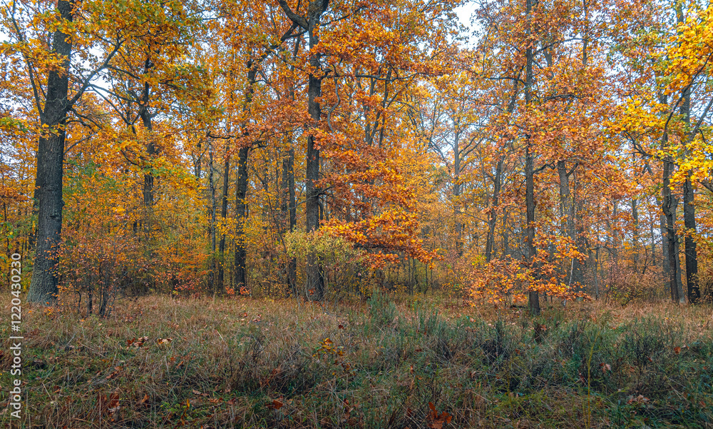 Obraz premium Autumn woods