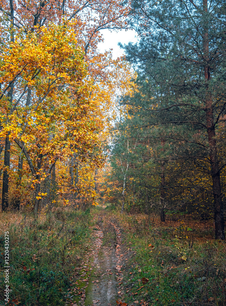 Fototapeta premium Autumn woods