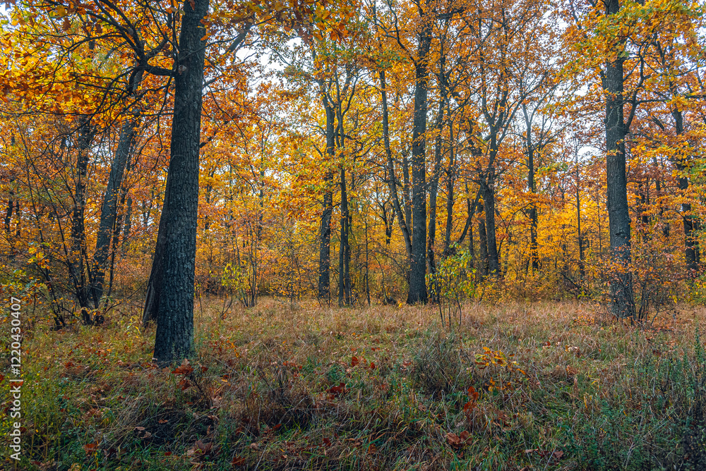 Fototapeta premium Autumn woods