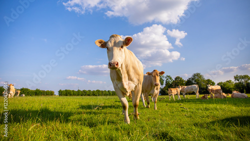 Wallpaper Mural Troupeau de vaches laitières en train de brouter l,herbe verte en pleine nature au milieu des pâturages. Torontodigital.ca