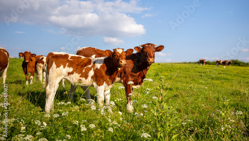 Troupeau vache vache laitière de race Rouge des Prés en pleine nature dans la campagne au printemps.
