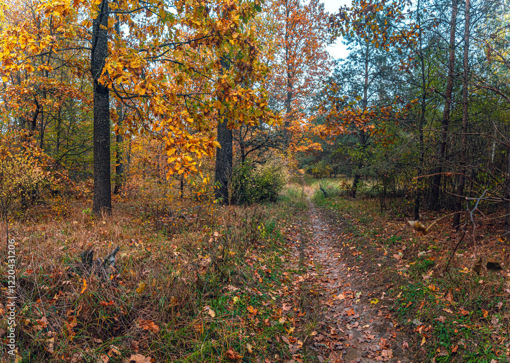 Fototapeta premium Autumn woods