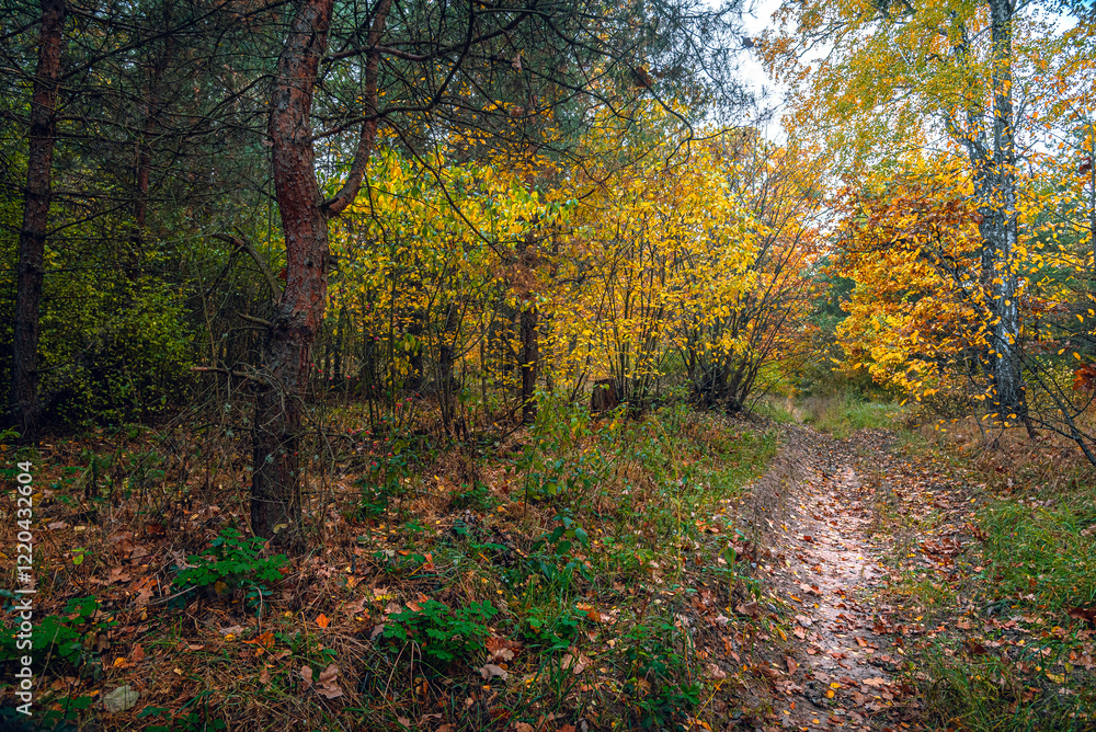 Fototapeta premium Autumn woods