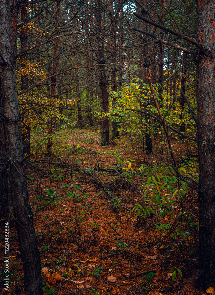 Autumn woods Autumn woods