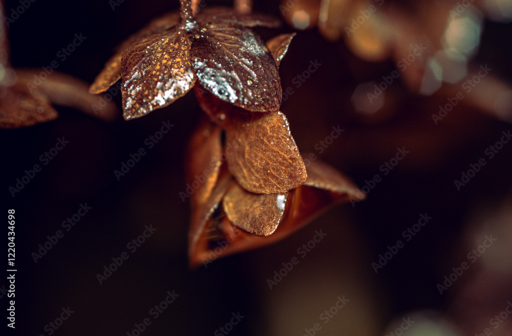 Obraz premium Morning nature in sunlight and dew