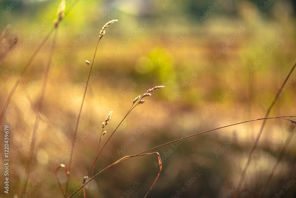 Nature beauty Nature beauty