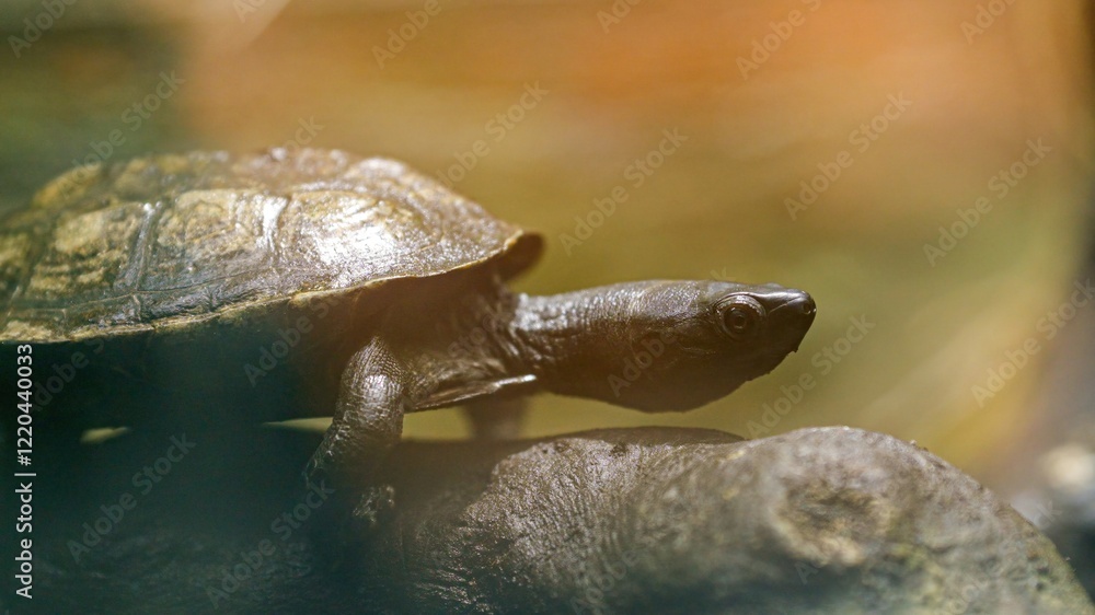 Obraz premium Reeve's turtle walking on a rock in natural habitat