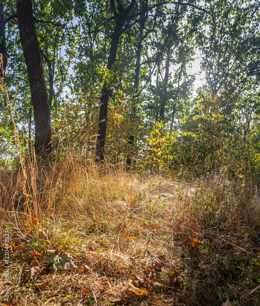 Fototapeta premium Autumn woods