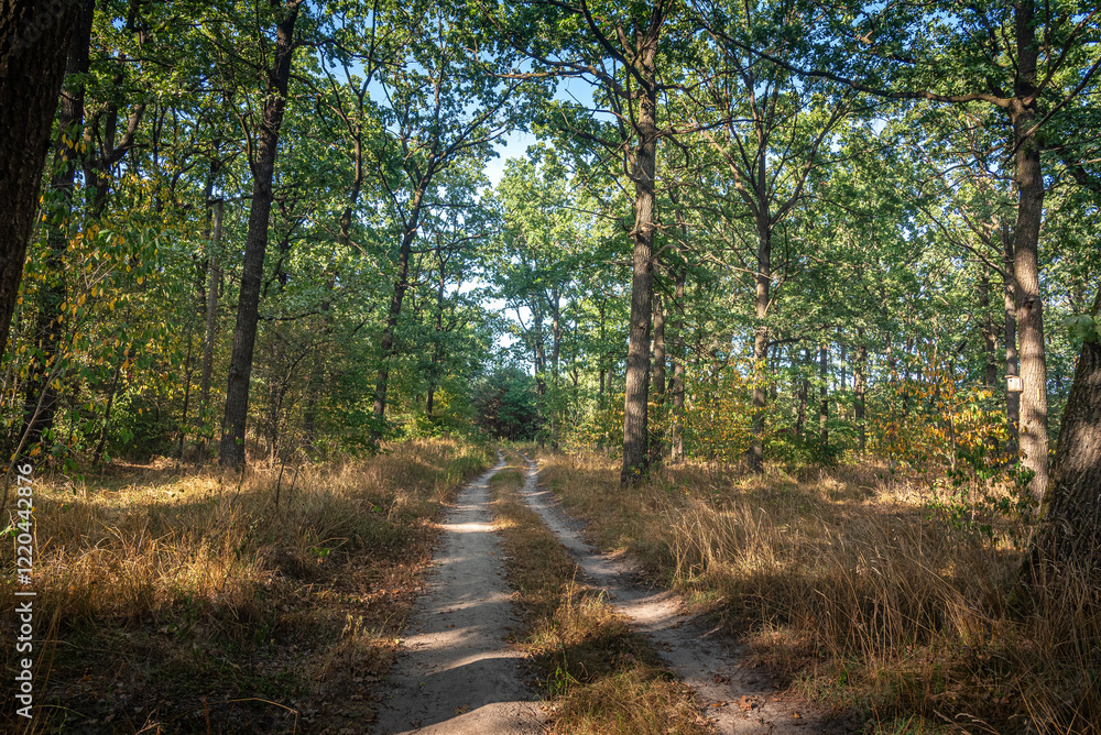 Fototapeta premium Autumn woods