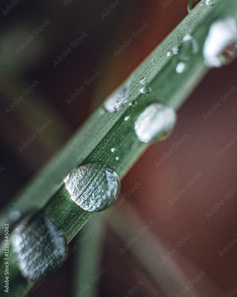 Morning nature in sunlight and dew Morning nature in sunlight and dew