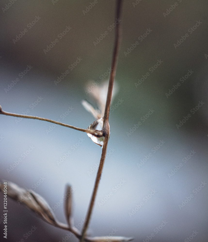 Morning nature in sunlight and dew Morning nature in sunlight and dew