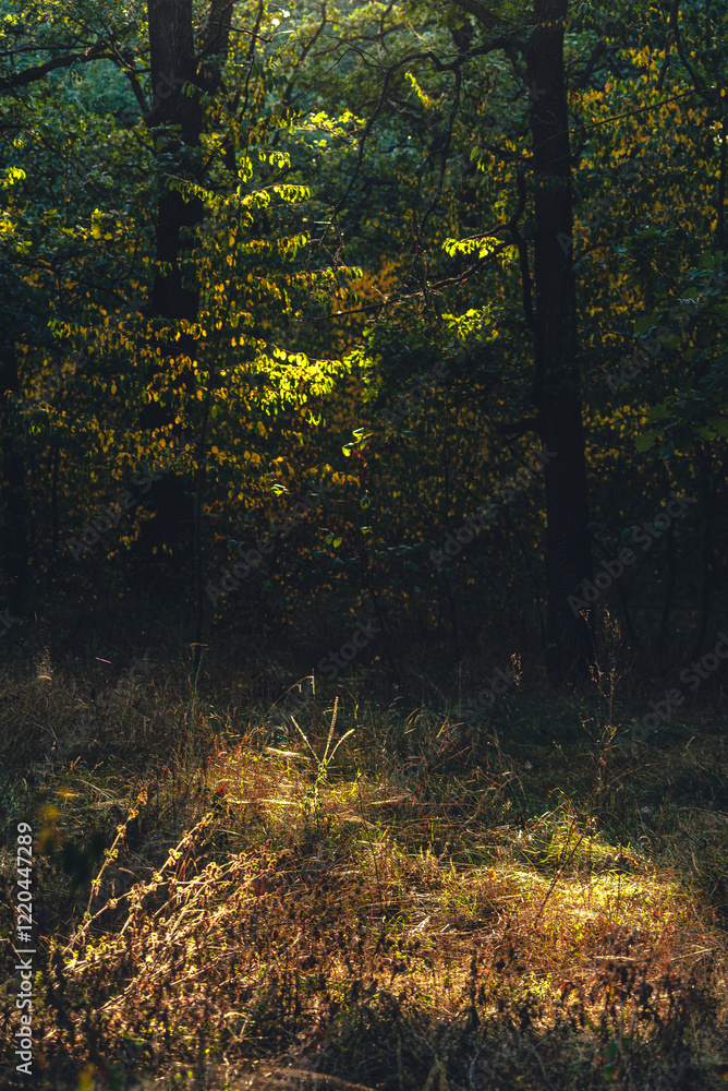 Obraz premium Autumn woods