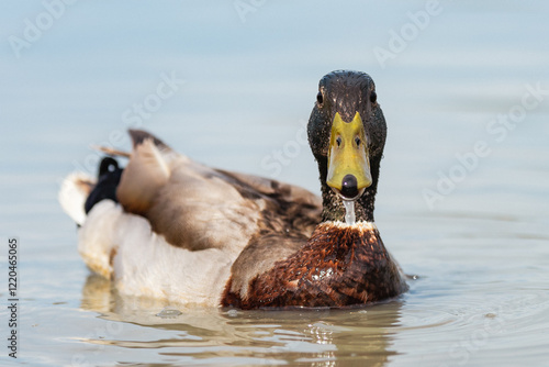 Canard