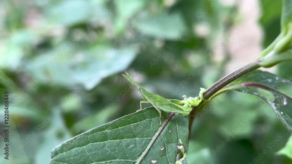 Green grasshopper moving on a leaf Green grasshopper moving on a leaf