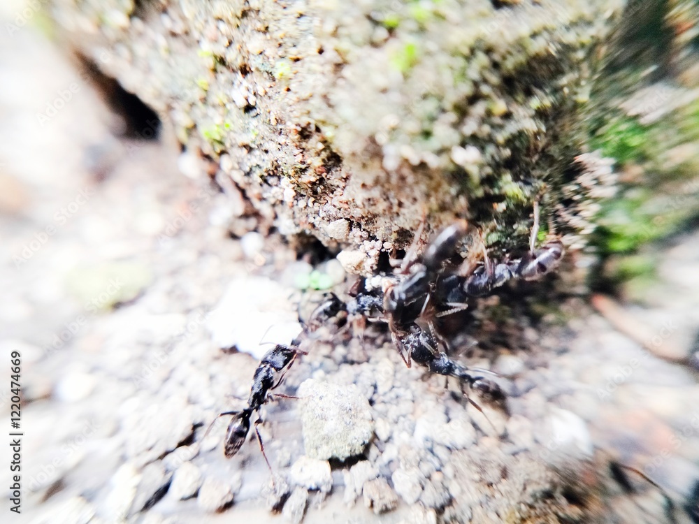colony pachycondyla out of the nest colony pachycondyla out of the nest