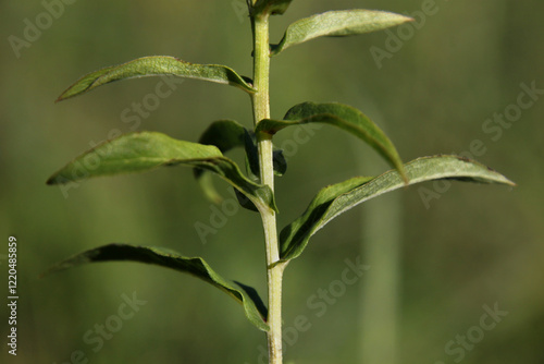 Close up of a Willowleaf Yellowhead plant ( Pentanema salicinum ) with stem and green leaves photo