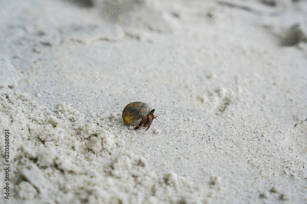 A small hermit crab crawls across sandy terrain, showcasing its shell and distinct features against the light-colored beach sand. A small hermit crab crawls across sandy terrain, showcasing its shell and distinct features against the light-colored beach sand.