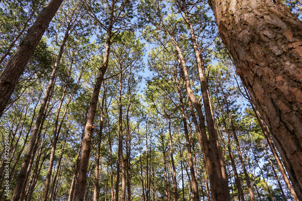 Fototapeta premium A view looking up at tall trees with green foliage against a bright blue sky, creating a serene and natural atmosphere.