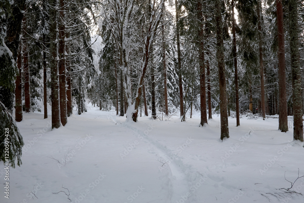 Forest Forest